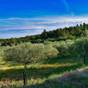 groupe-seren_paysage_terrain-min